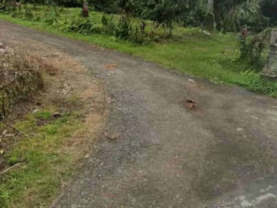Kebun Kopi di Tabanan Bali hanya 15 Menit ke Balian Beach - Thumbnail 5