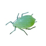 Aphid