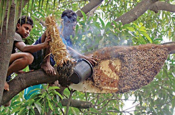 সুন্দরবনের খাটি মধু — ছবি 4