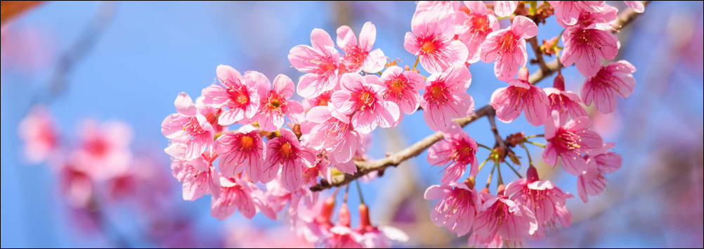 [Image: banner_yrvzzn.png]