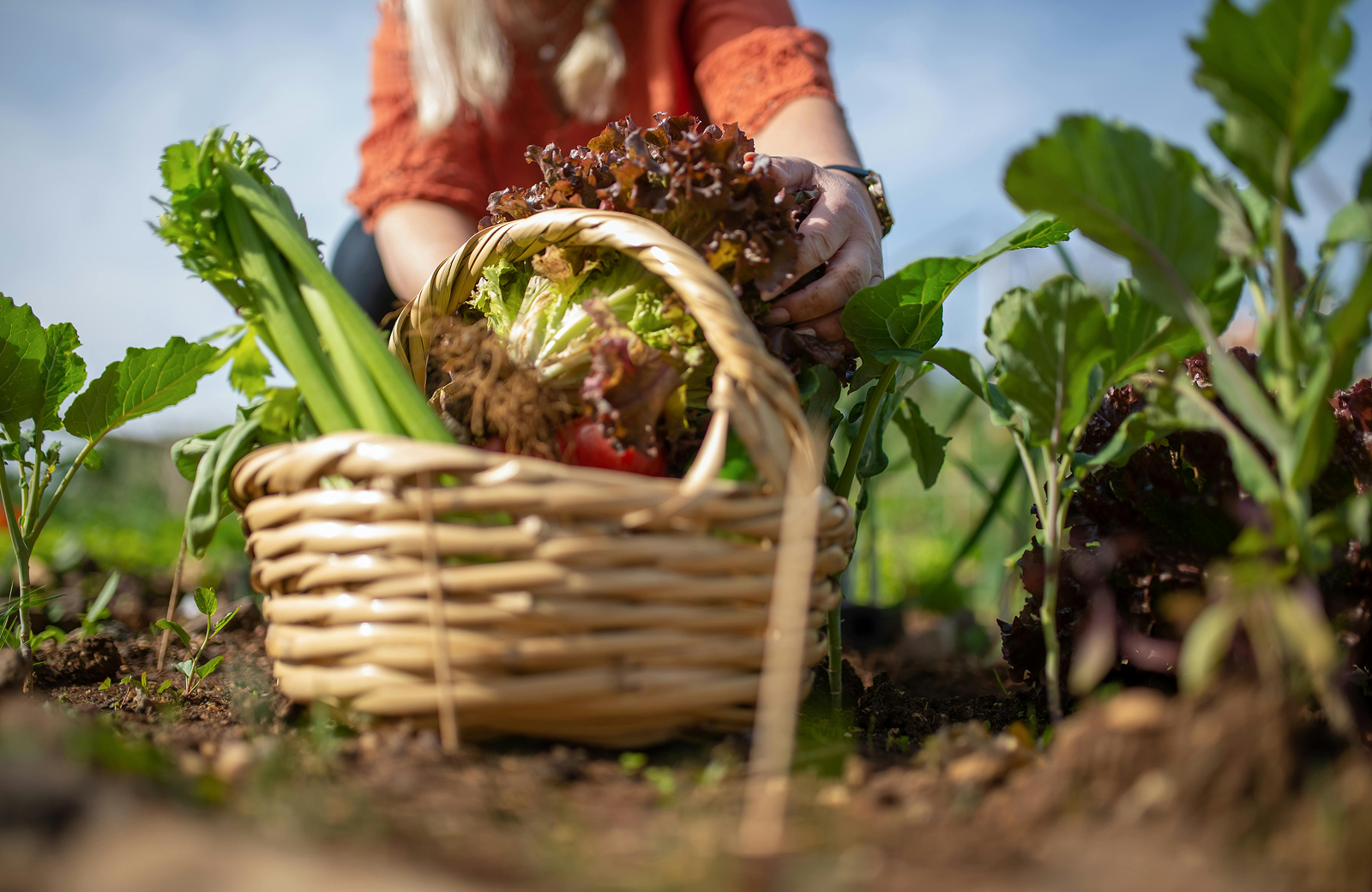 Transparent farmland ownership process