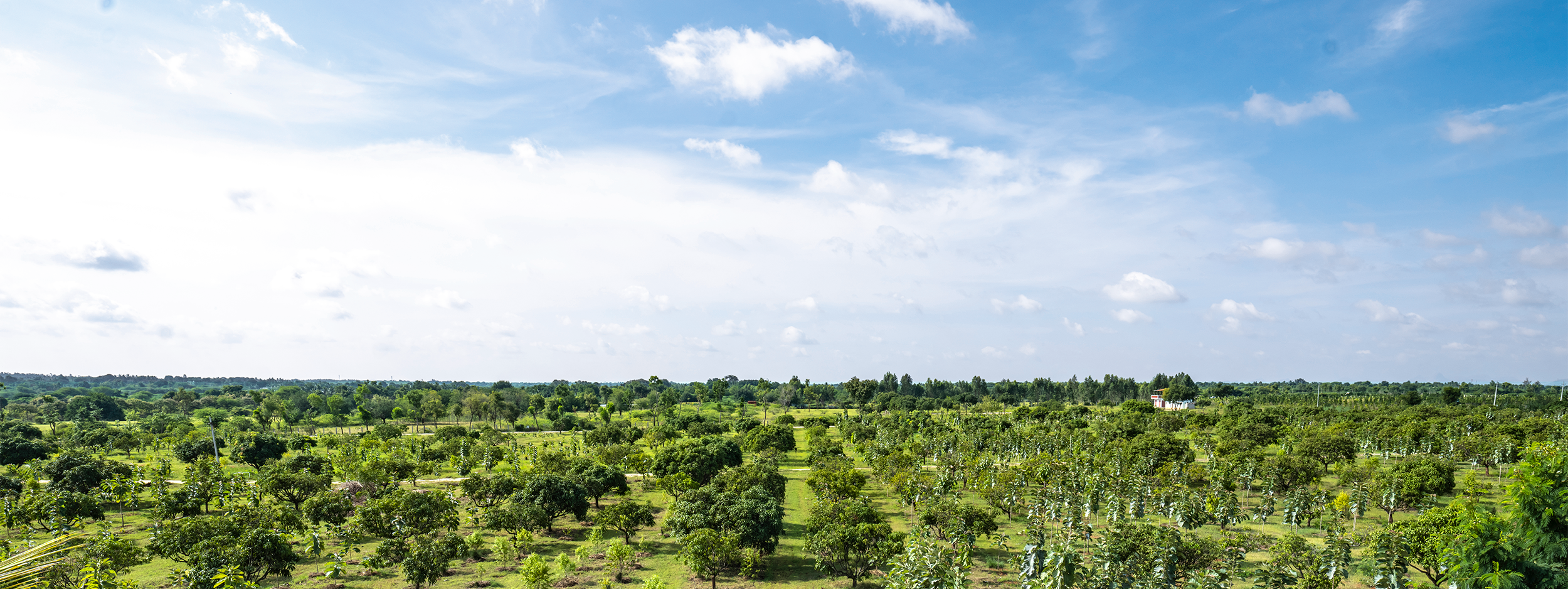 Hosachiguru farmland full-bleed image