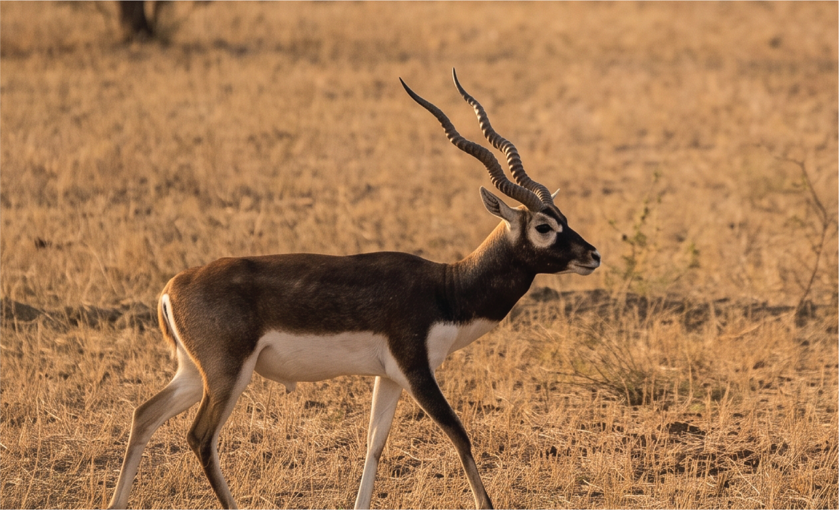 Hosachiguru Samruddhi farm image