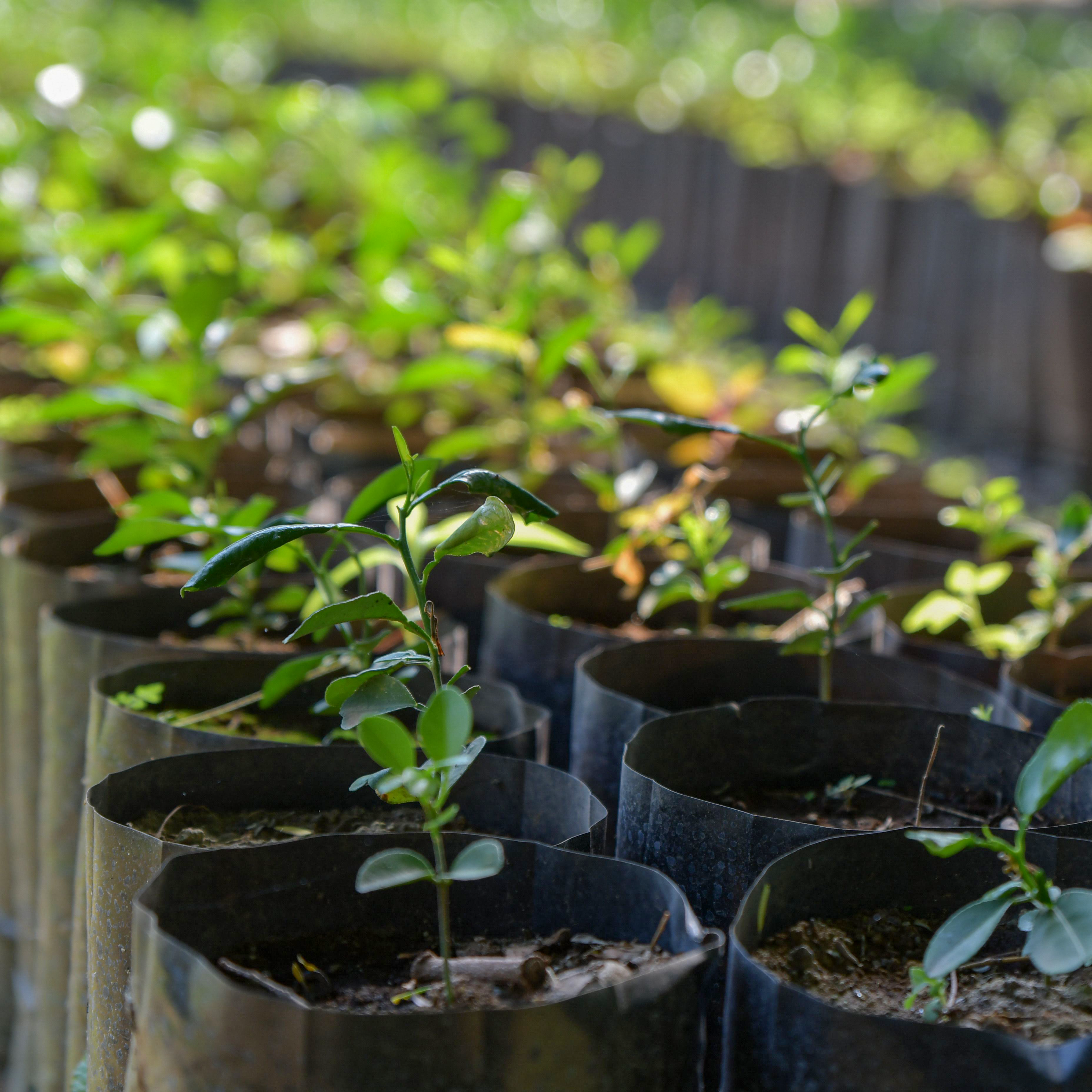 Native Plant Nursery at Eco Habitat