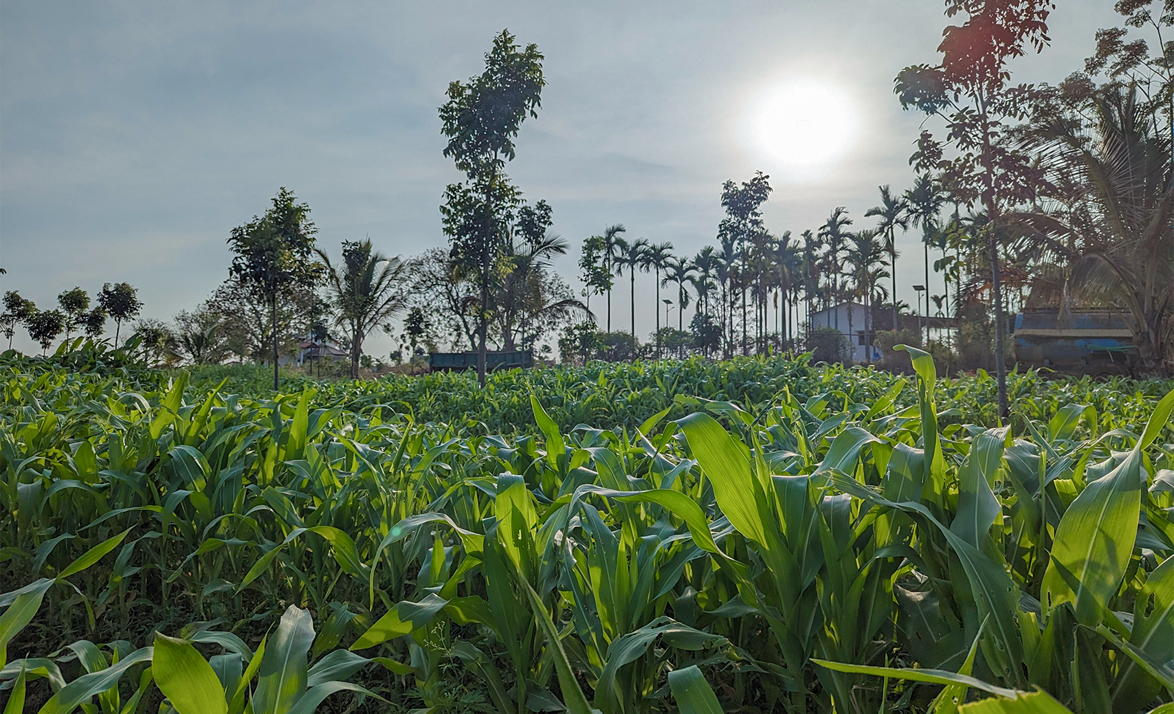 Hosachiguru Dhaanvi farm image
