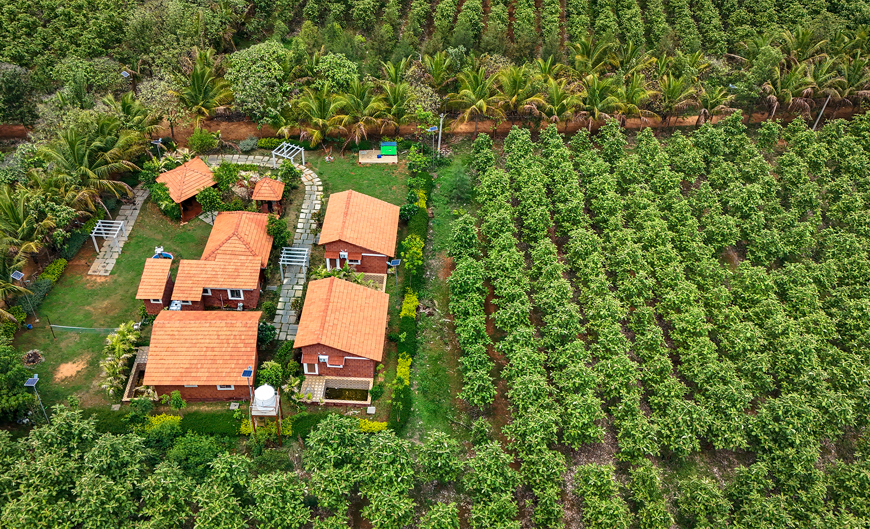Hosachiguru Bristlecone farm image