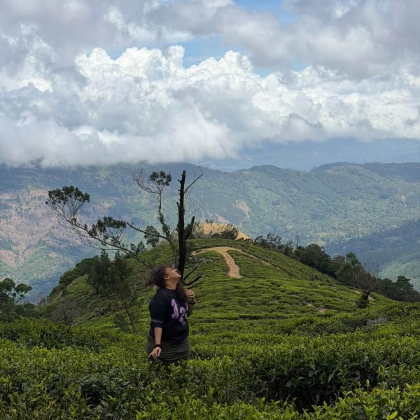 Morning Dew Over Nonpareil Tea Gardens | Nonpareil Estate Trail