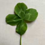 Avvocato paola  cipolla