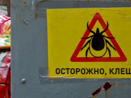 14-летнюю девочку укусил клещ в Новосибирске