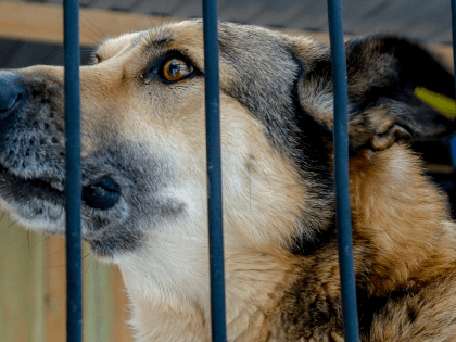 653 бродячих животных поймали за год на улицах Новосибирска