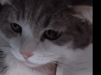 В Новосибирске прооперировали кота, выжившего при взрыве на Линейной