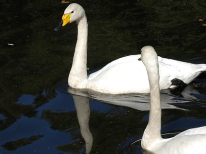 За ненадлежащее содержание лебедей оштрафовали директора парка в Кольцово