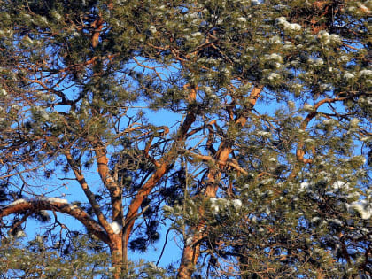 Ползающую слизь из Караканского бора внесли в Красную книгу