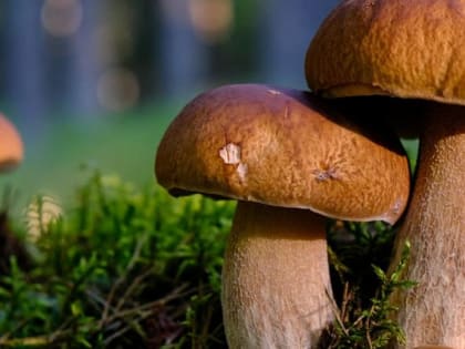Где в Новосибирской области нельзя собирать грибы