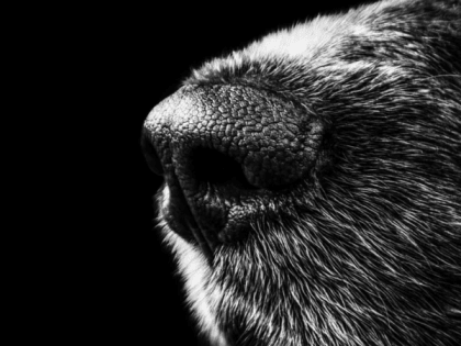 Порядка 40 собак и кошек погибли во время пожара в частном приюте для животных в Искитиме