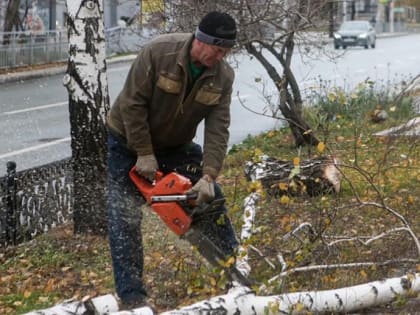 На Красном проспекте сносят берёзы — на их месте высадят клёны Гиннала