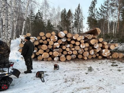 В сосновом бору Нижней Ельцовки разрешили вырубить более 900 деревьев