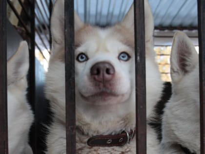 Собака в деле: как научиться кататься в упряжке