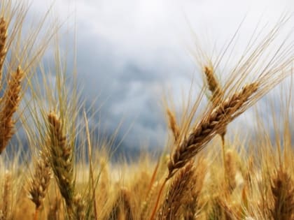 Алтайские селекционеры создали два новых сорта пшеницы с улучшенными свойствами