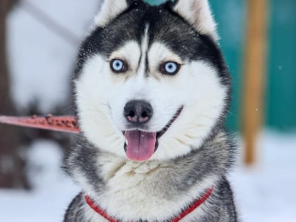 Январь 2025 года вошёл в тройку самых тёплых в Новосибирской области