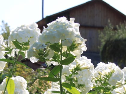 Самый весёлый дачный посёлок найден в Новосибирской области