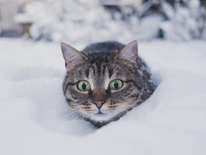 Снег идет к холодной Пасхе: погода 9 марта в Новосибирской области