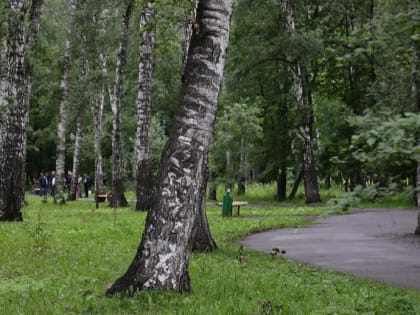 250 старых и опасных деревьев срубят в парке «Берёзовая роща»