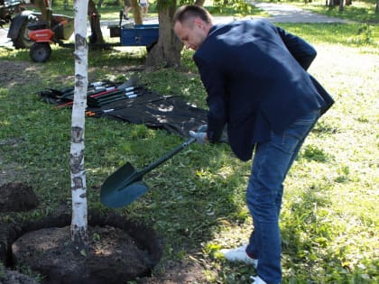 Необычные березы без чёрных пятен высадят в новосибирском парке