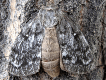 О жучках и паучках: как сибирский лес защищают от вредителей