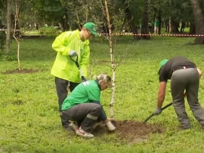 Берёзы с пурпурными листьями впервые высадили в Новосибирске