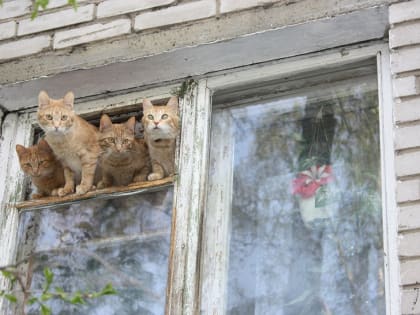 Какова Акулина ‒ таков и сентябрь: погода 20 апреля в Новосибирской области