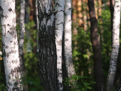 Когда в Новосибирске можно начинать собирать берёзовый сок