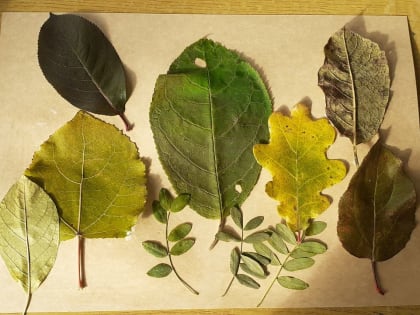 6 октября в Усть-Чемской сельской библиотеке №26 прошёл час творчества «Осенние фантазии» для семей с детьми старшего дошкольного возраста.