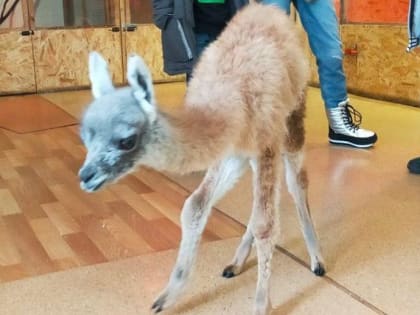 Маленького верблюжонка гуанако выхаживают в зоопарке на левом берегу