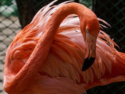 Новосибирский зоопарк увеличит площади посевов в Барлаке