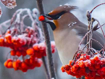 Кто к нам прилетел: любуемся на фото зимних птичек Новосибирска