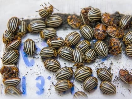 Колорадам тут не рады!