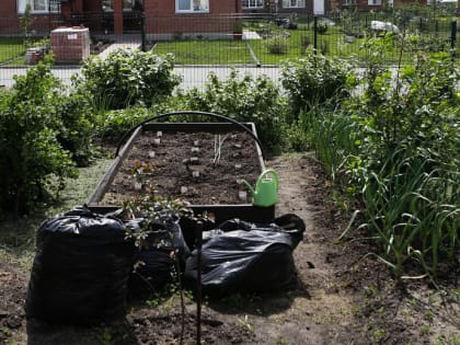 Как помочь туговсхожим семенам моркови — ответ Сибирской дачной академии