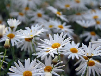 Всемирный день борьбы с туберкулезом: Когда установили праздник