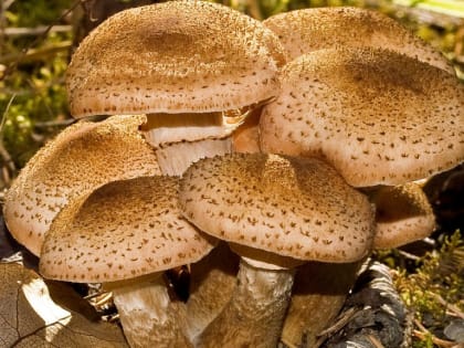 Будущая зима будет малоснежной: погода 2 сентября в Новосибирской области