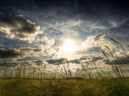 Дождь на Фита ‒ плохо для жита: погода 28 июня в Новосибирской области