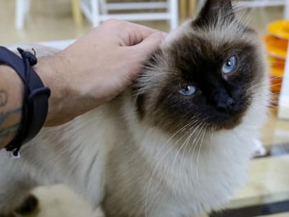 Афиша выходных: город эскимосов, лекция про кикимору и кино с котиками