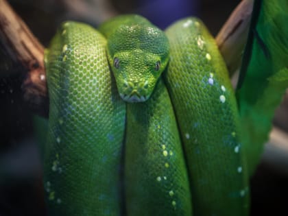 Если вы пропустили: неоновый хлеб, рекорд по долгостроям и чудные гады