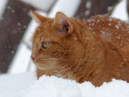 Погода в Новосибирске 31 января: снегопада синоптики не обещают