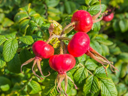 Погода 1 апреля в Новосибирской области будет зависеть от погоды 1 октября