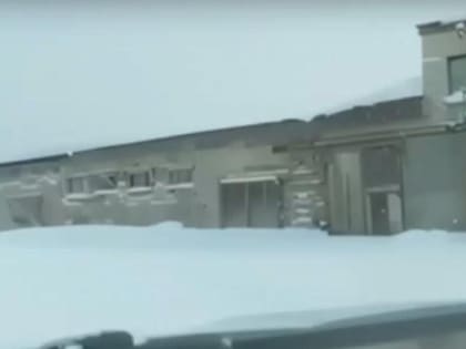 Центр реабилитации диких животных создадут в Новосибирской области