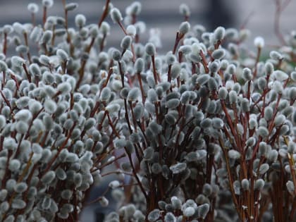 Пушистые «барашки»: в Новосибирске начали продавать вербу