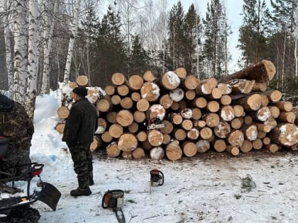 Мэр Новосибирска отменил вырубку деревьев в Нижней Ельцовке