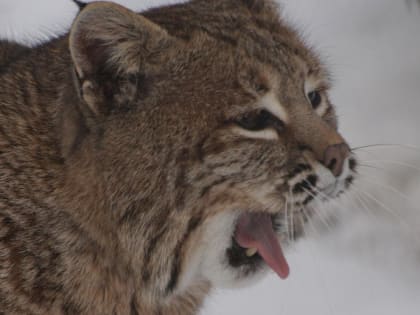 «Надулись» и нахохлились: чем заняты звери в новосибирском зоопарке зимой