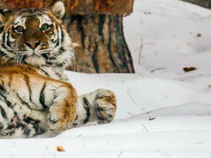 Новосибирский зоопарк станет закрываться на час позже